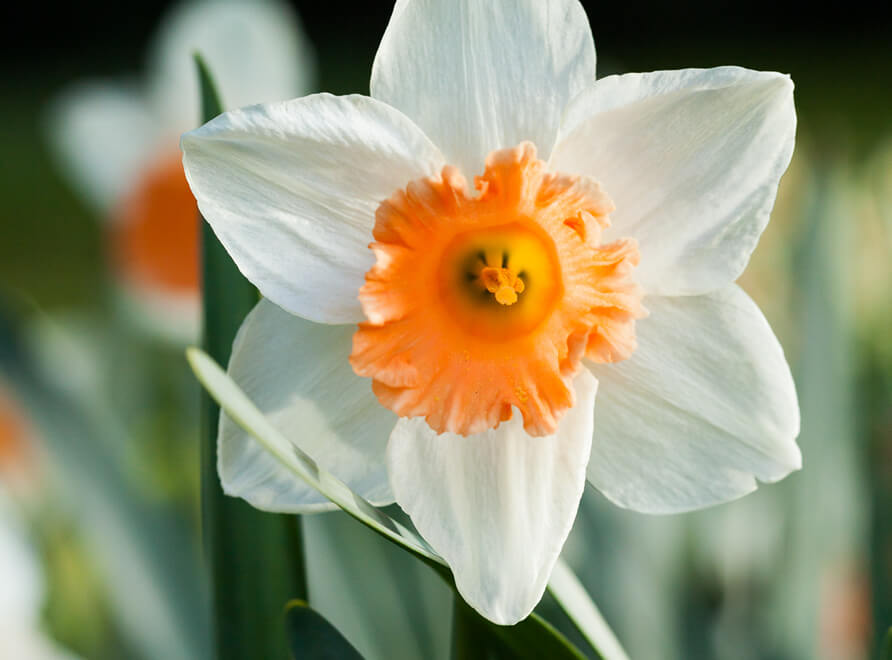 daffodil in flower