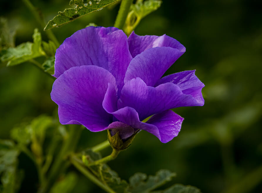 Purple flower of Alyogyne huegelii West Coast Gem, a native hibiscus