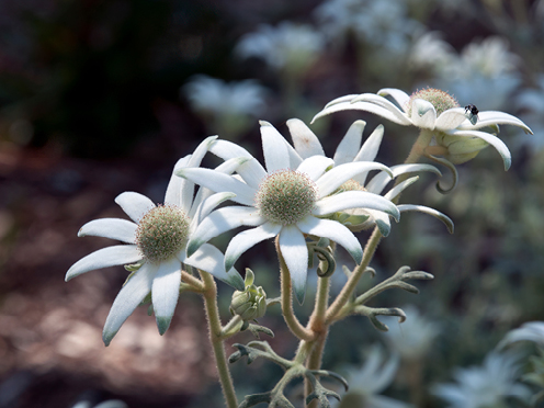 White flannel flowers