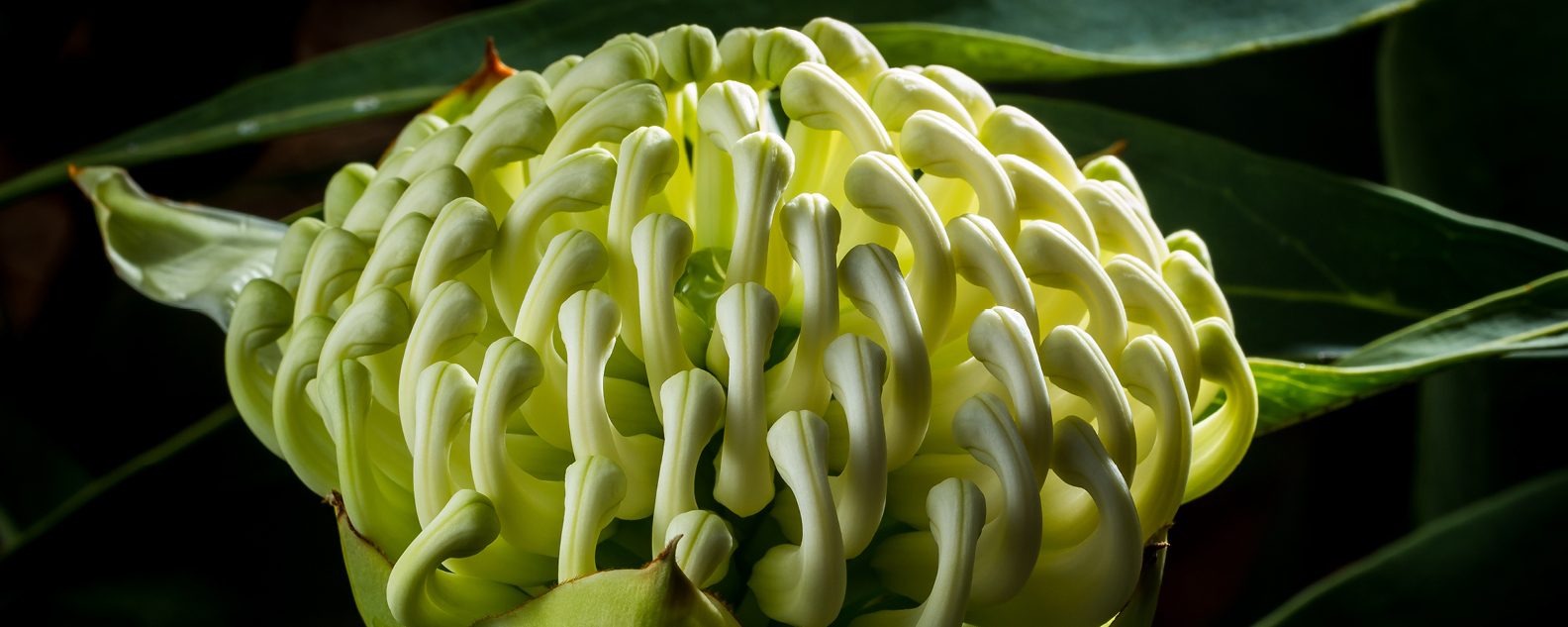 White waratah flower. Credit: Glenn Smith