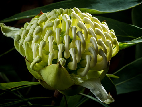 White waratah flower. Credit: Glenn Smith