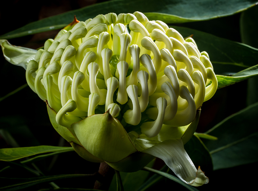 White waratah flower. Credit: Glenn Smith