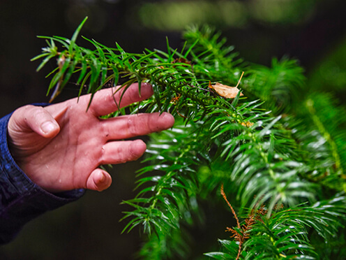 Hand touching a spiky pine frond of a Wollemi pine