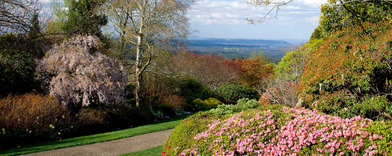 Path through the garden