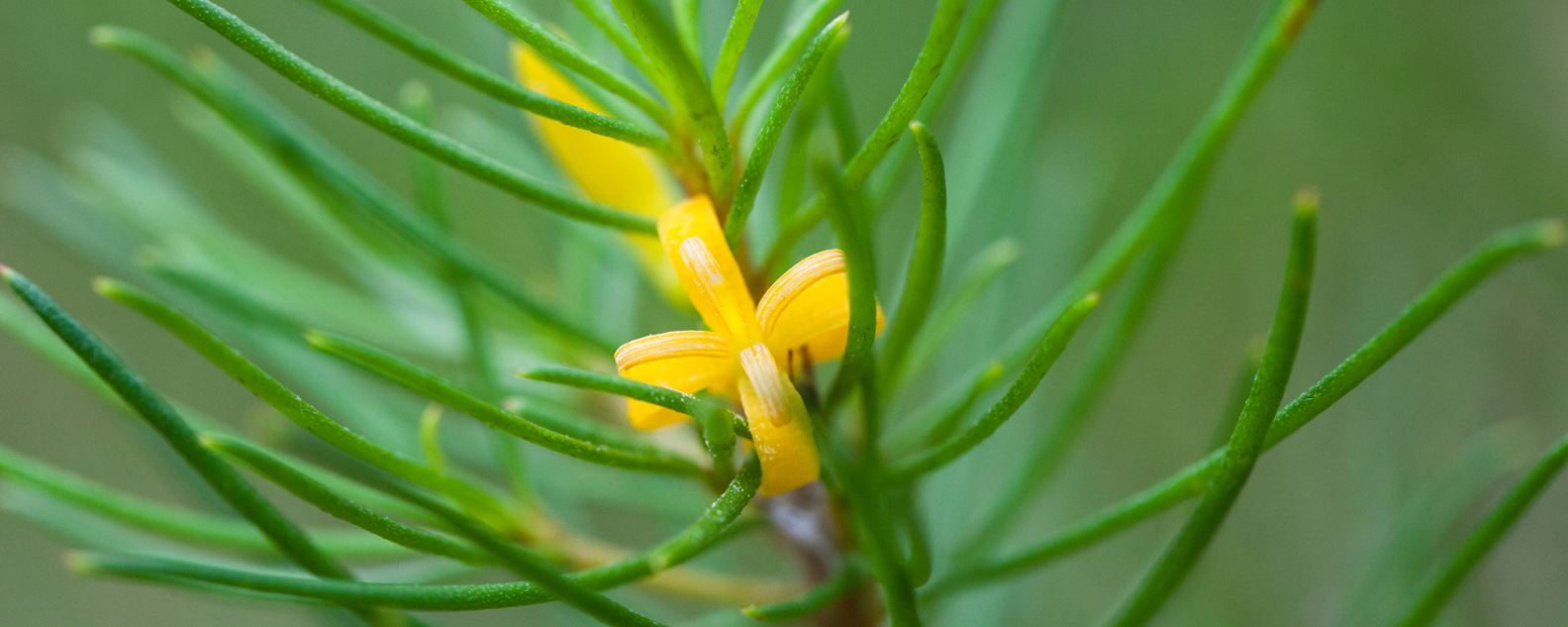 Persoonia pauciflora yellow flower