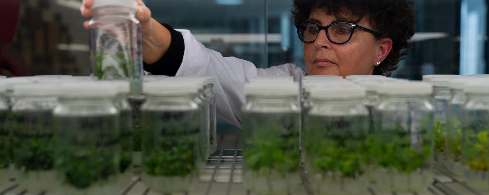 Scientist Amanda Rollason with plant tissue culture specimens at the Australian PlantBank