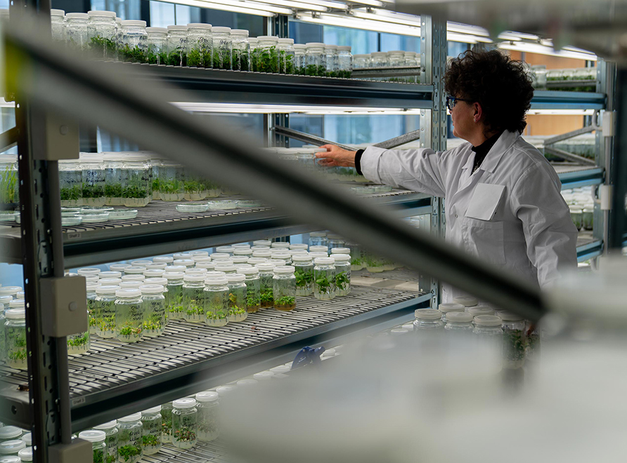 Scientist Amanda Rollason with plant tissue culture specimens at the Australian PlantBank
