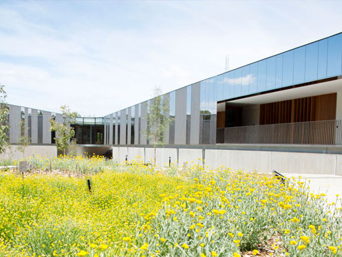 Exterior of PlantBank with a field of yellow daisies in the foreground