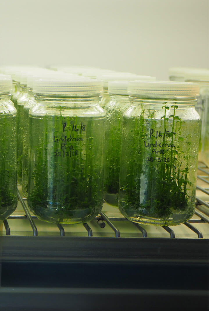 Specimen jars on shelf in laboratory