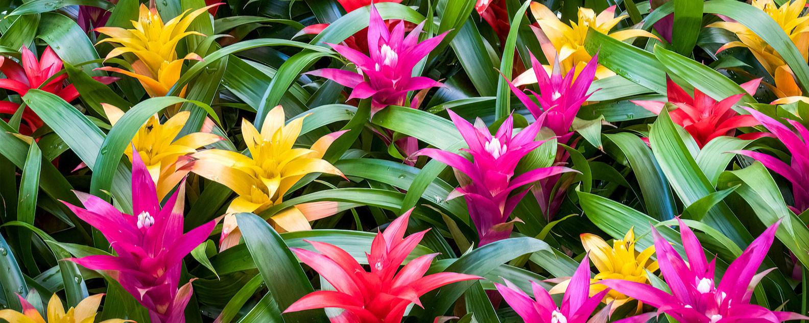 A collection of colourful bromeliads
