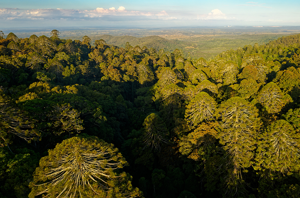 Mountains covered in rainforest, including bunya pines