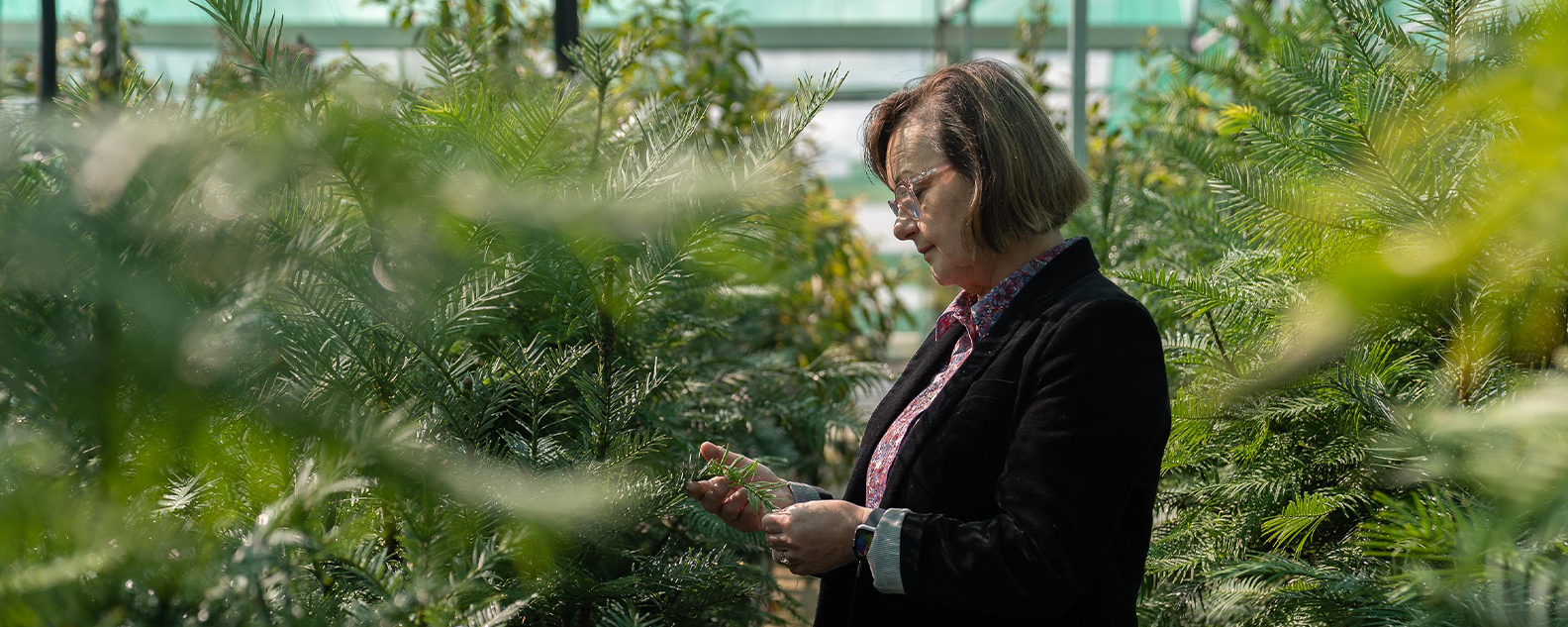 Scientist Cathy Offord looks at Wollemi Pines in a nursery