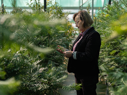 Scientist Cathy Offord looks at Wollemi Pines in a nursery