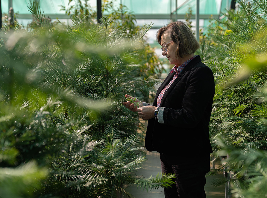 Scientist Cathy Offord looks at Wollemi Pines in a nursery