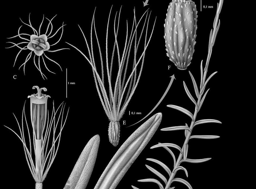 A botanical drawing of an Agapanthus africanus 'Blue Triumphator'