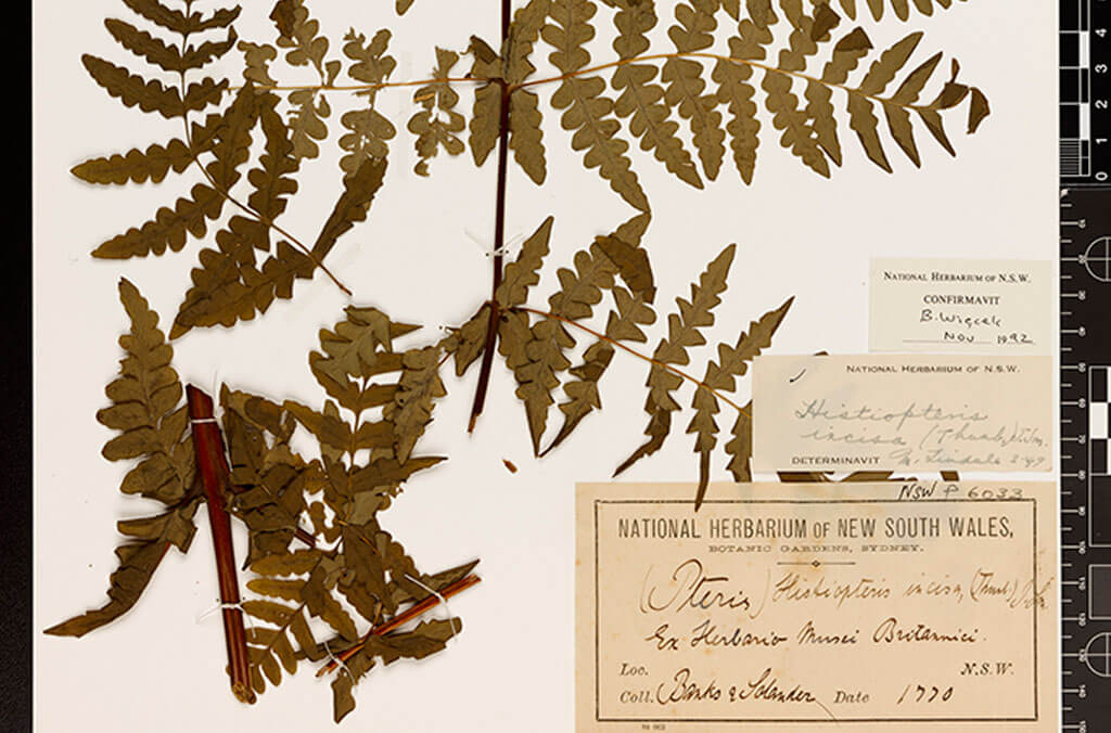 A specimen collected by Banks and Solander during Cook's first voyage to the Pacific