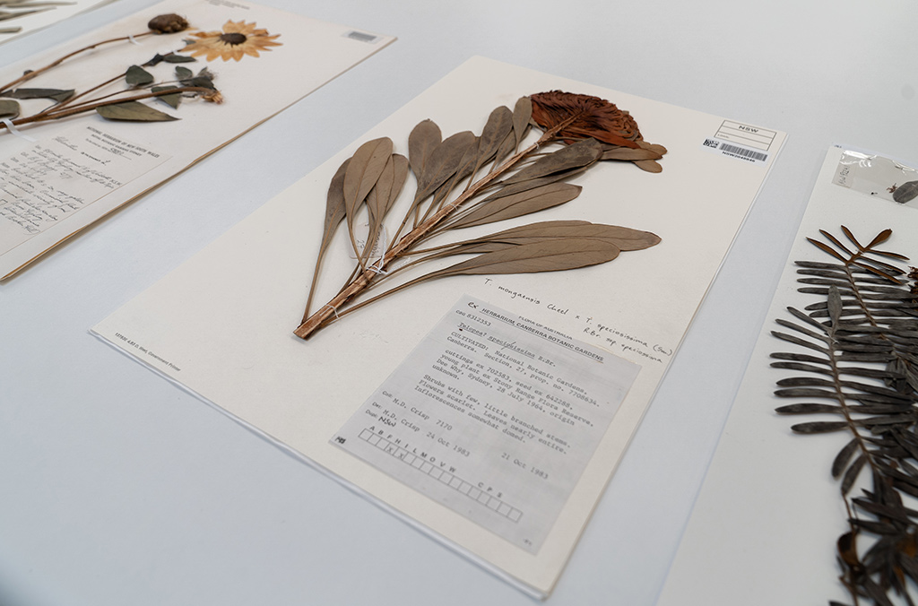 Dried and pressed flower mounted on paper