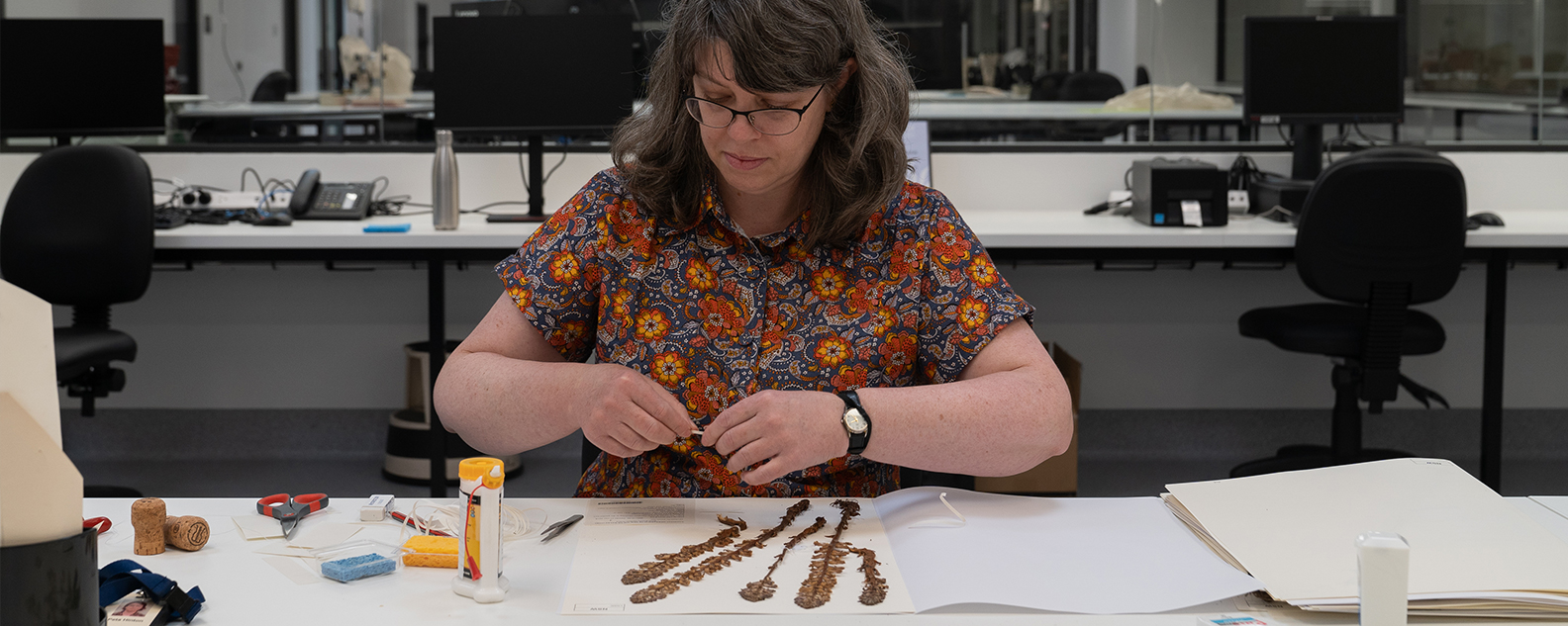 Person fixing a dried plant specimen to archival paper
