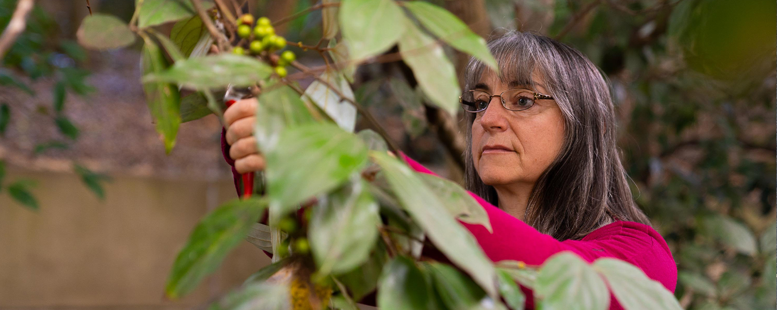 Dr Karen Sommerville examines a rainforest plant