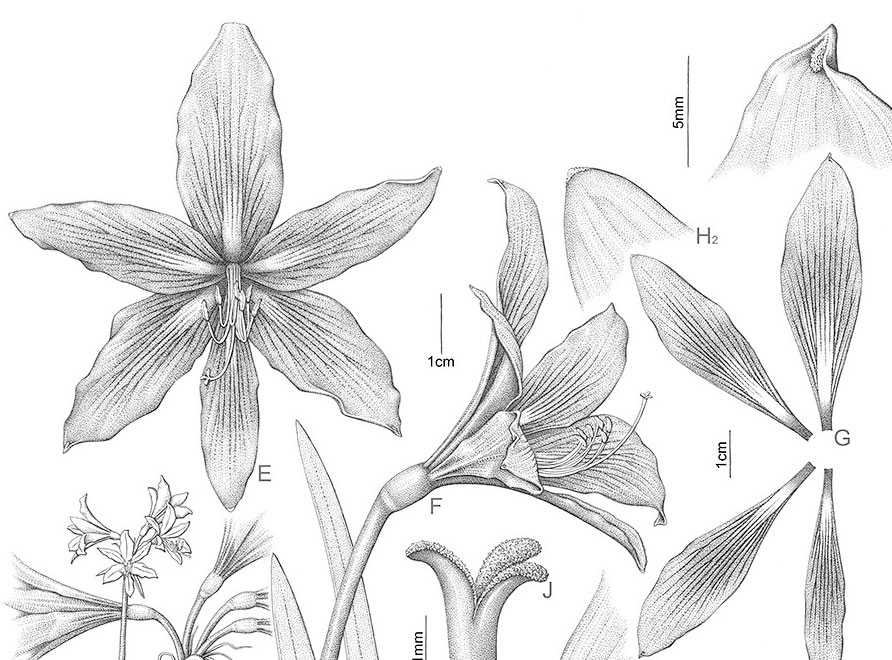 A botanical illustration of a Hippeastrum plant