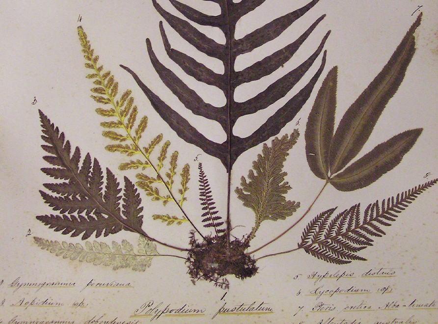 Fern collection inside the South Pacific Fern Album