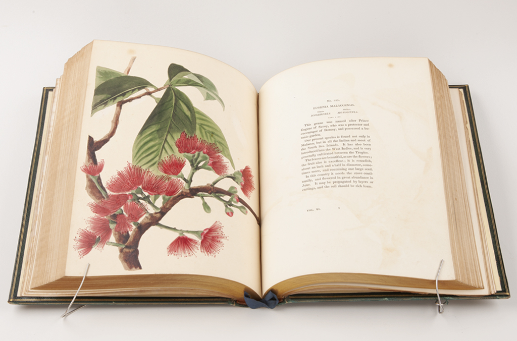 An historically significant botanical book. Book open showing illustration of a flowering gum branch