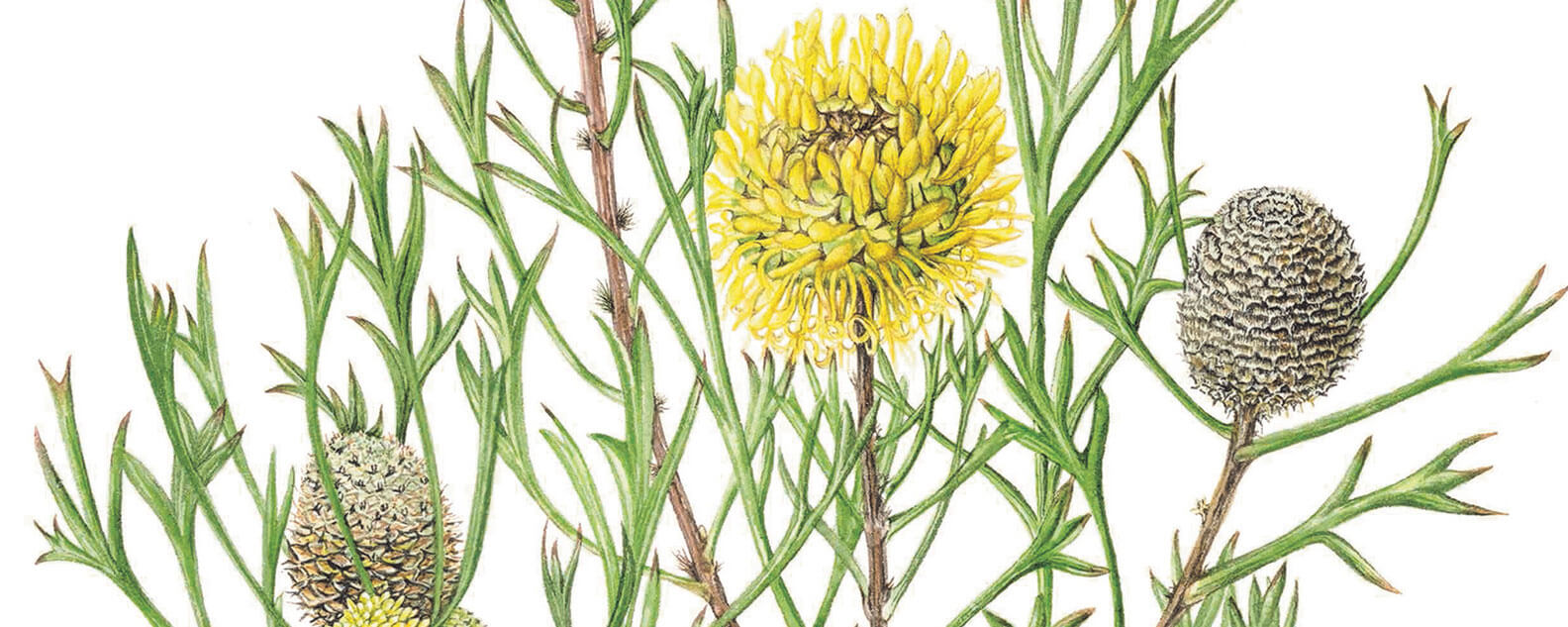 A botanical drawing of an Isopogon from the Florilegium
