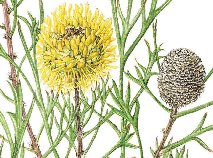 A botanical drawing of an Isopogon from the Florilegium