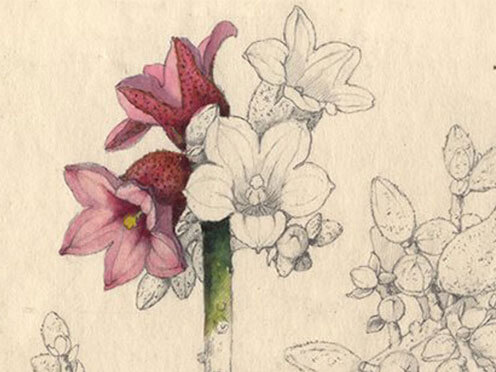 A detail from one of Margaret Flockton's botanical illustrations