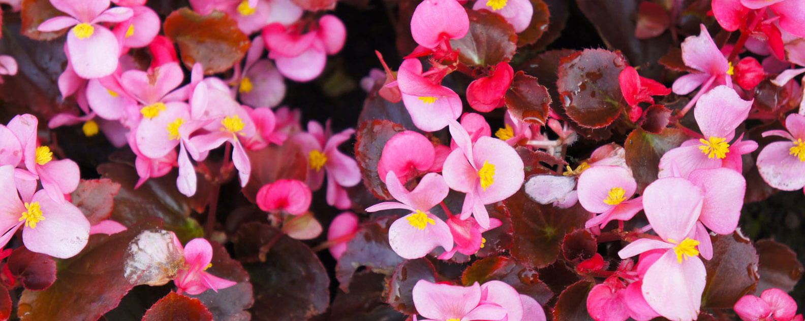 Pink Wax Begonias