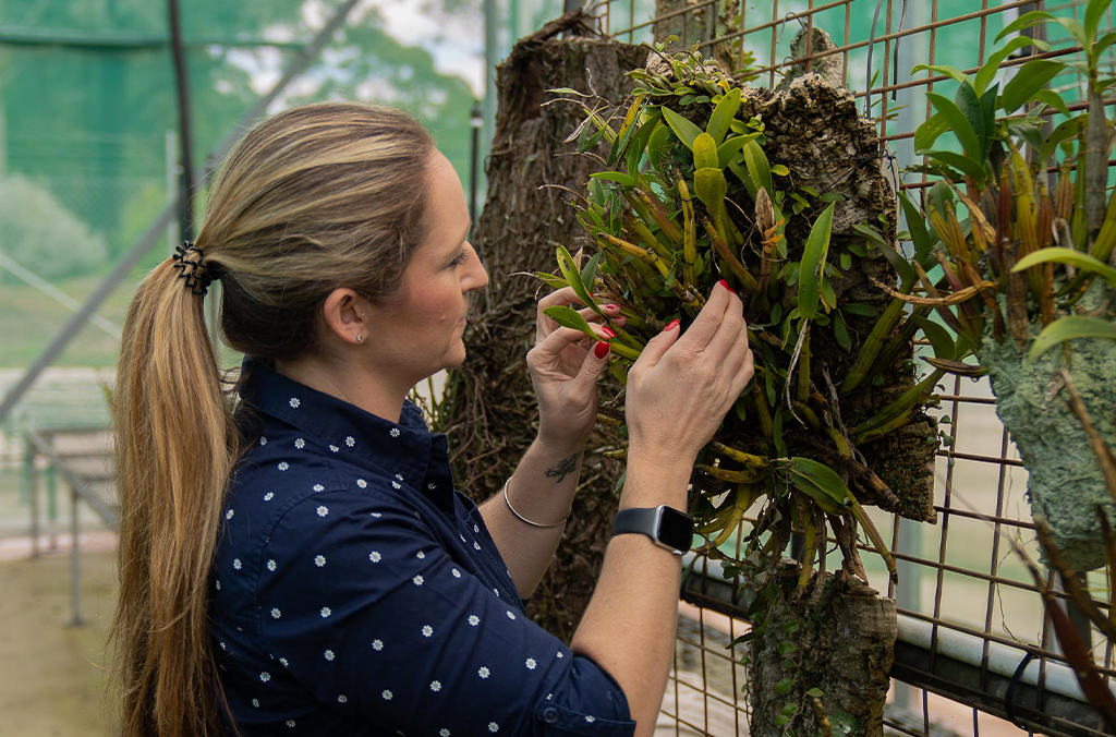 Dr Zoe-Joy Newby examines a terrestrial orchid specimen in a nursery