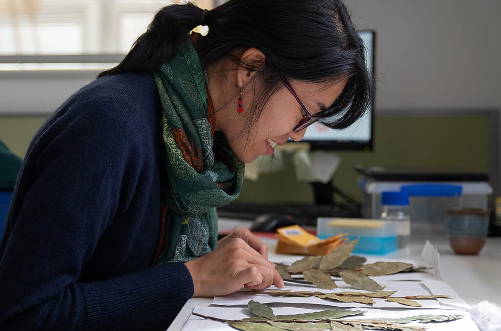 Scientist Samantha Yap looks at Herbarium plant specimens