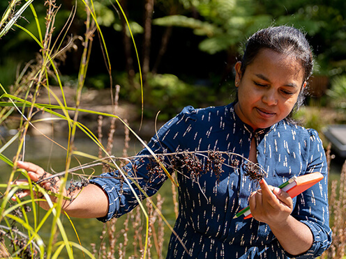 Scientist Ganesha Liyanage examining a plant