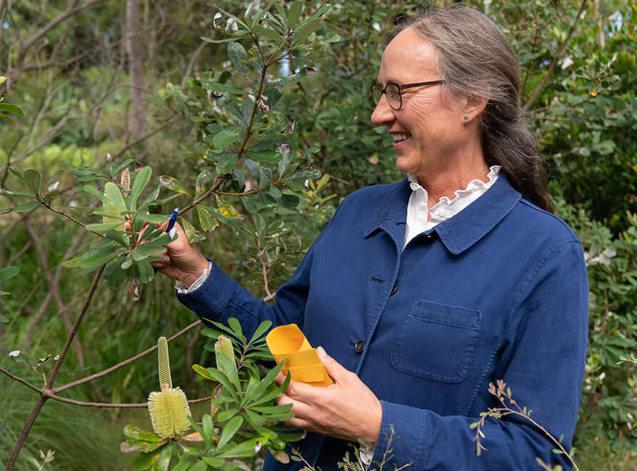 Scientist Marlien Van Der Merwe collects seeds from a Banksia