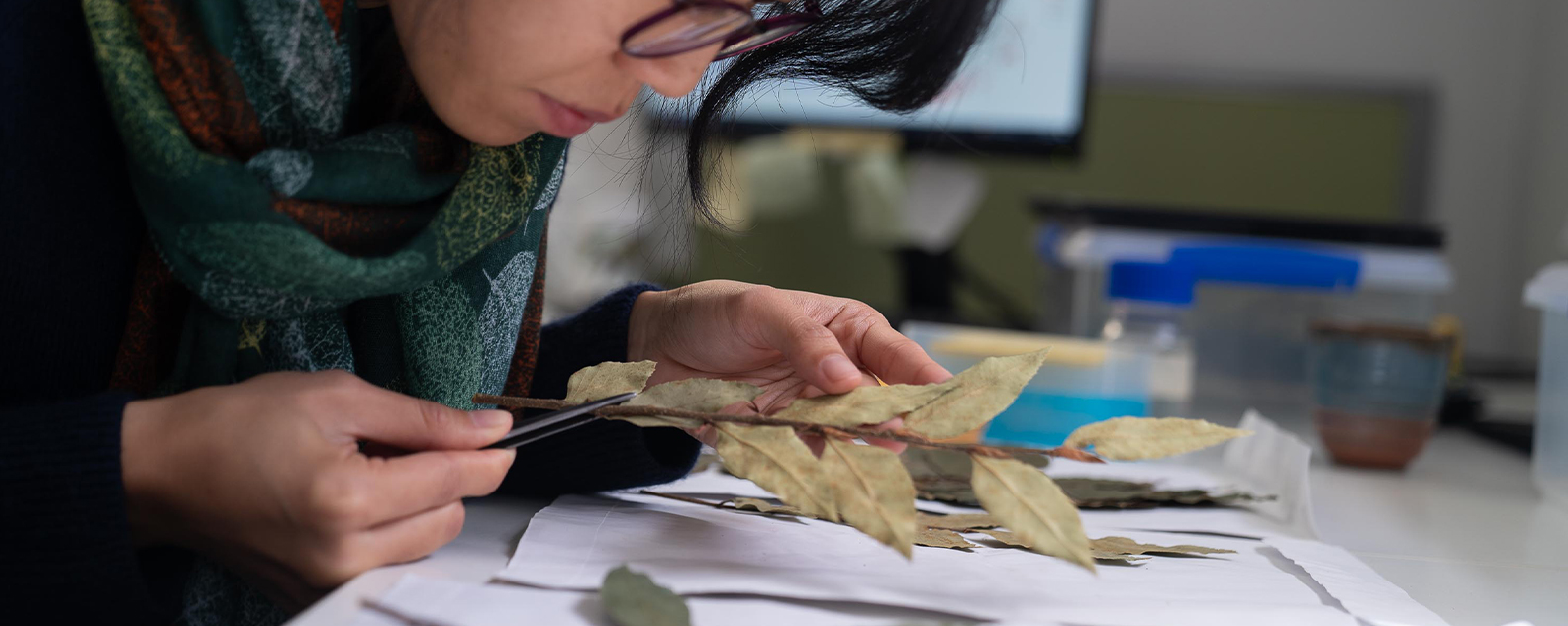 Scientist examines dried and pressed plant specimens