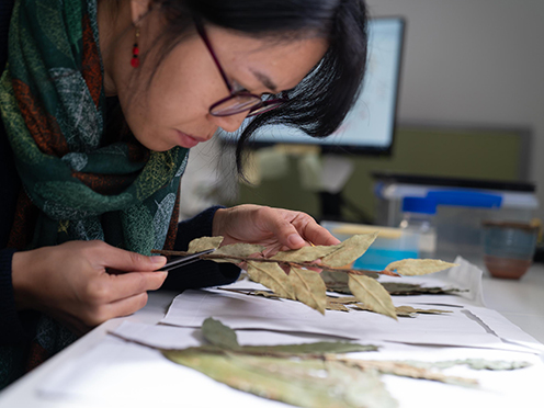 Scientist looks at dried plant specimens at the Herbarium