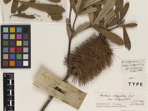 A plant specimen from the National Herbarium of NSW