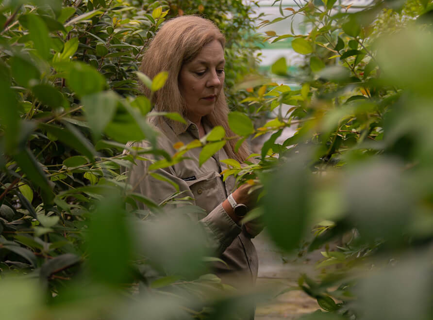 Scientist in a plant nursery