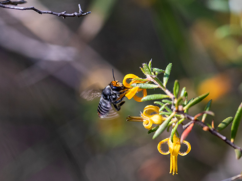 Persoonia hirsuta branch and flowers with an insect on it