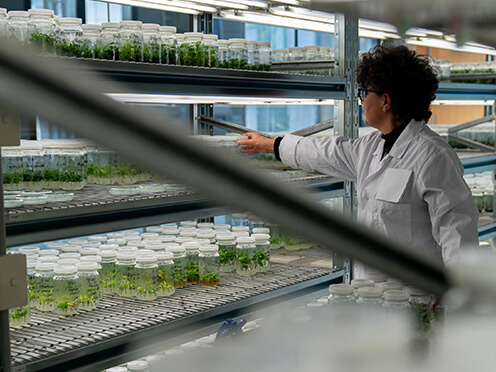 Scientist Amanda Rollason with plant tissue culture specimens at the Australian PlantBank