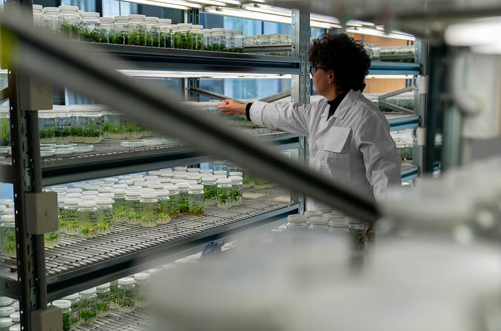 Scientist Amanda Rollason with plant tissue culture specimens at the Australian PlantBank