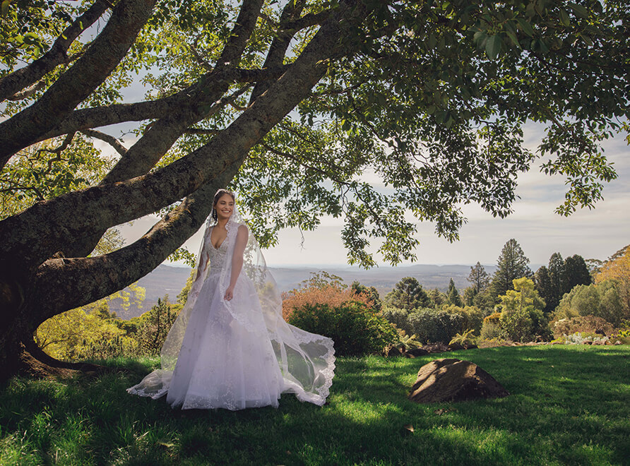 Bride under magnificent tree with outlook over the Blue Mountains