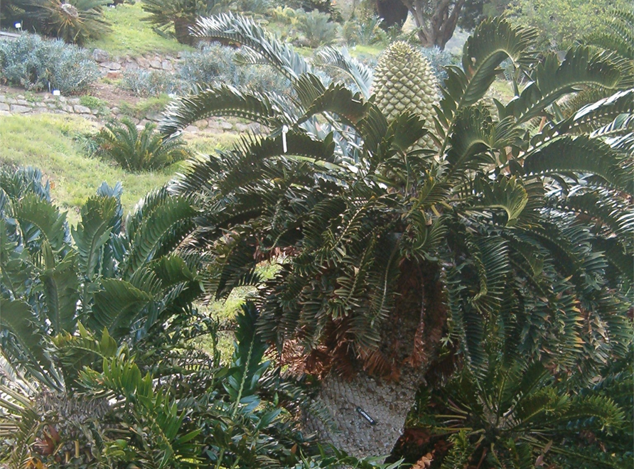 An Albany Cycad plant