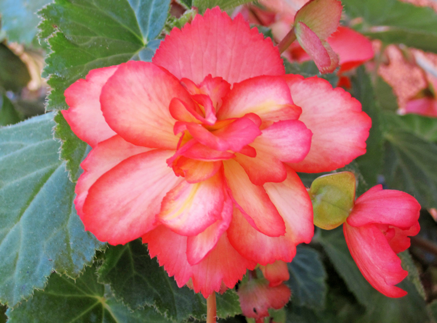 A pink tuberous begonia with foliage