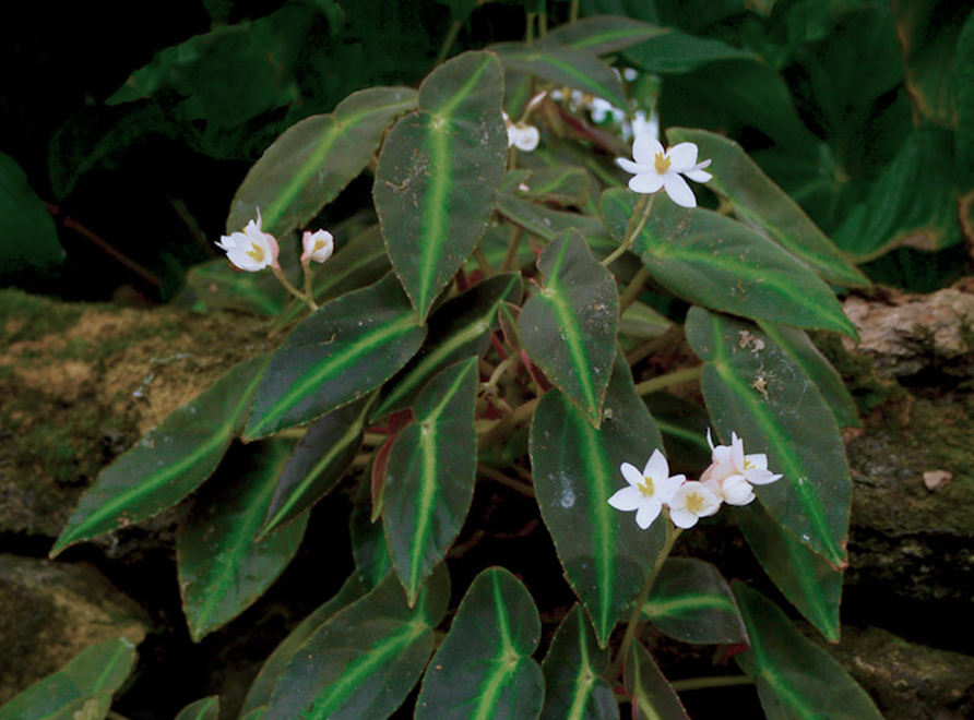 A begonia listada in the foregound with rocks and a black background