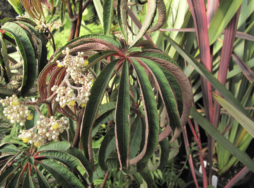 A Begonia Luxurians plant