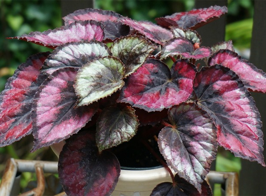 A begonia rex with brown, red and green variegated foliage