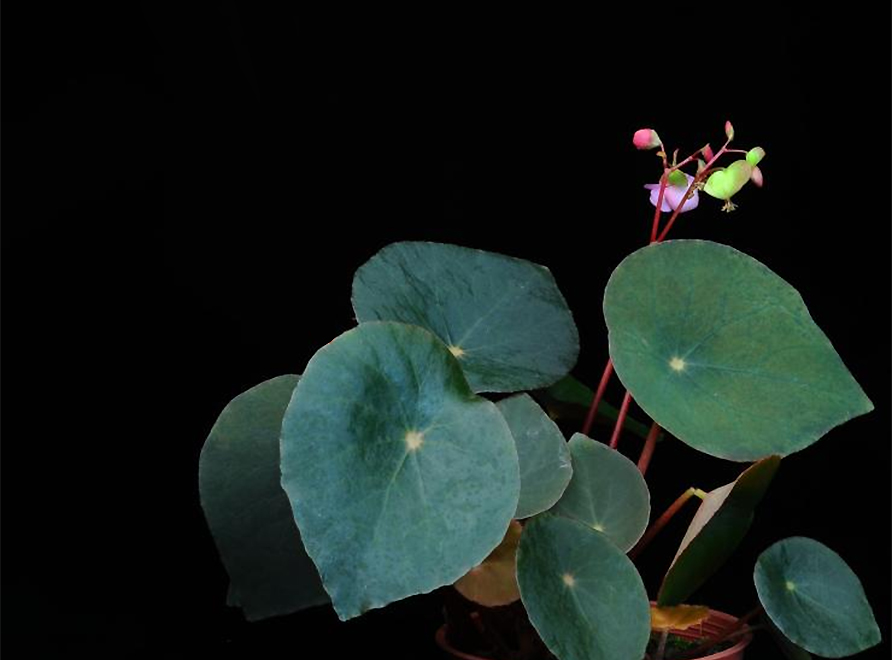 A rare and endangered Begonia Taraw plant on a black background.