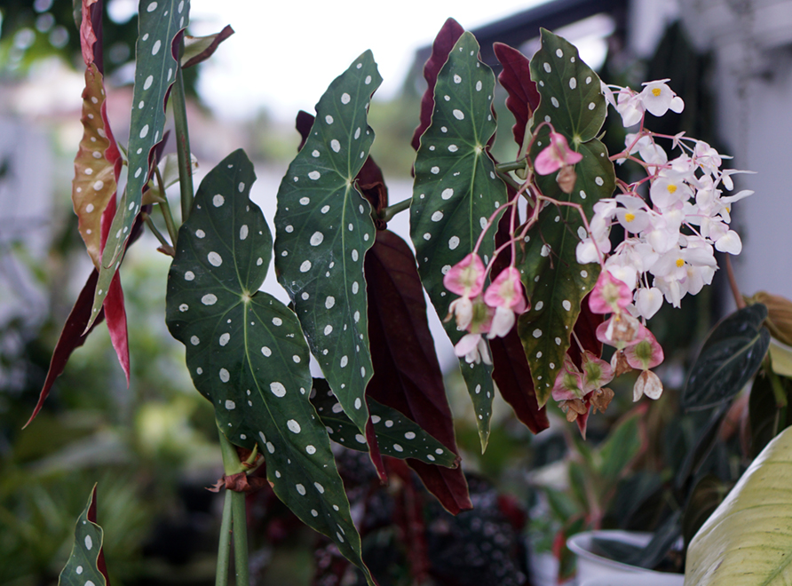 Cane-semmed Begonia flowers and foliage