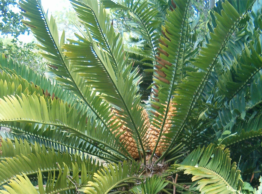 A Natal Cycad